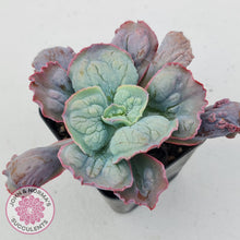 Load image into Gallery viewer, Echeveria Etna - John &amp; Norma&#39;s Succulents
