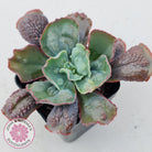 Echeveria Etna