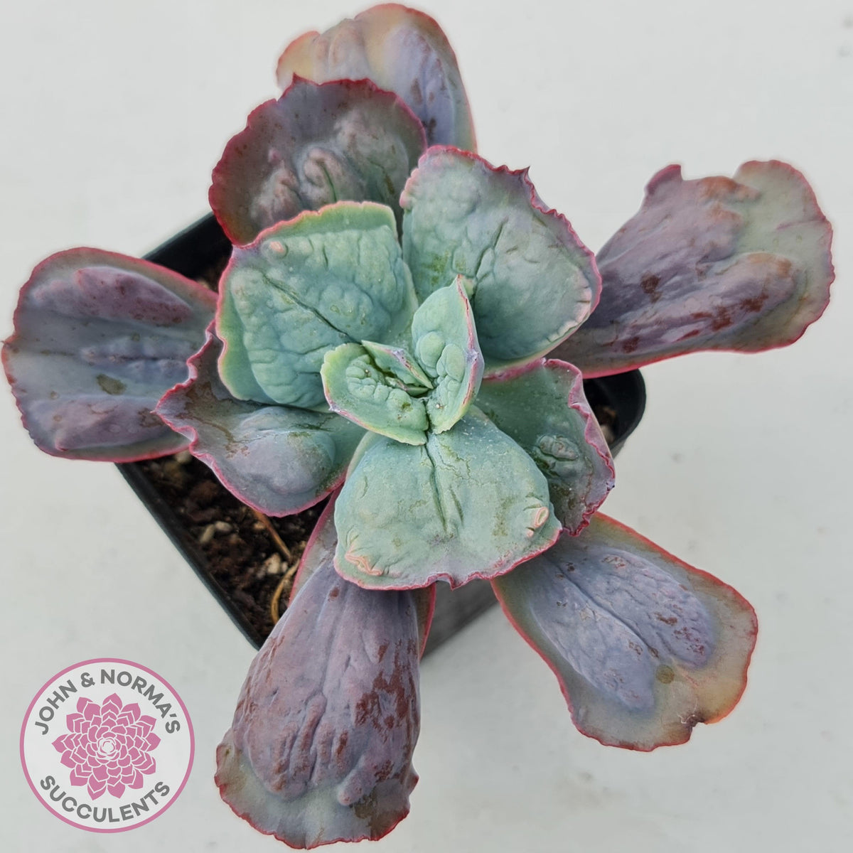 Echeveria Etna