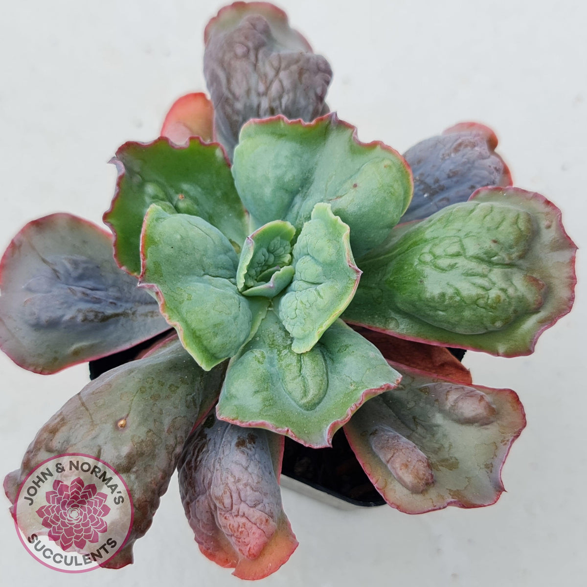 Echeveria Etna