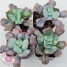 Echeveria Etna