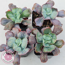 Load image into Gallery viewer, Echeveria Etna - John &amp; Norma&#39;s Succulents
