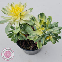 Load image into Gallery viewer, Aeonium Castello-Paivae Variegata &#39;Suncup&#39; - John &amp; Norma&#39;s Succulents
