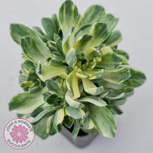 Load image into Gallery viewer, Aeonium Castello-Paivae Variegata &#39;Suncup&#39; - John &amp; Norma&#39;s Succulents
