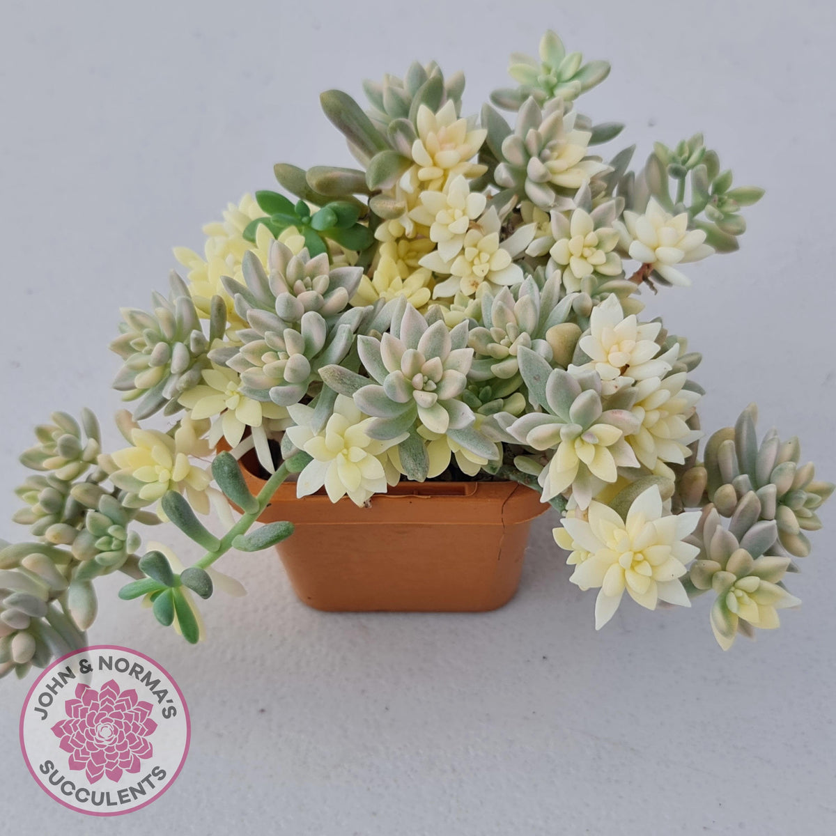 Graptopetalum mendozae 'Mirinae' variegata