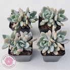 Echeveria X Lady Grey