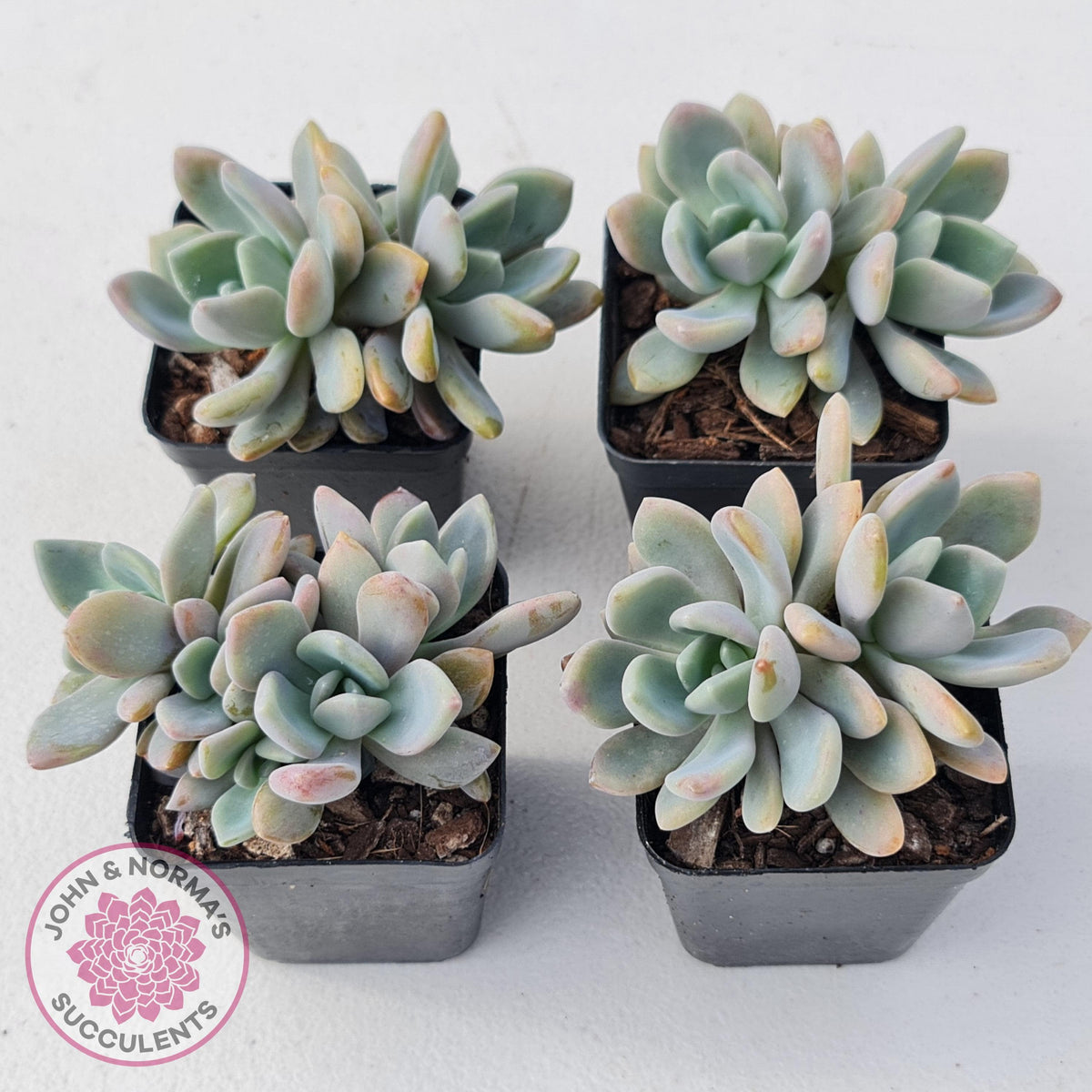 Echeveria X Lady Grey
