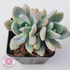 Echeveria X Lady Grey