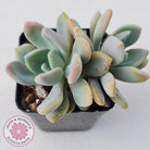 Echeveria X Lady Grey