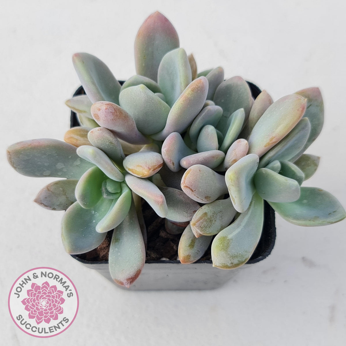 Echeveria X Lady Grey