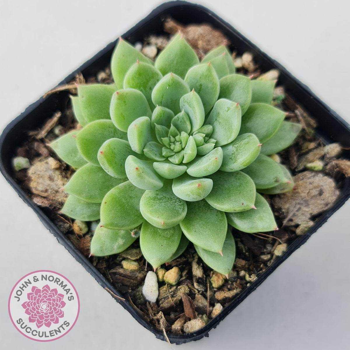 Sedeveria Silver Star x Mebina
