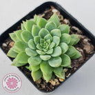 Sedeveria Silver Star x Mebina