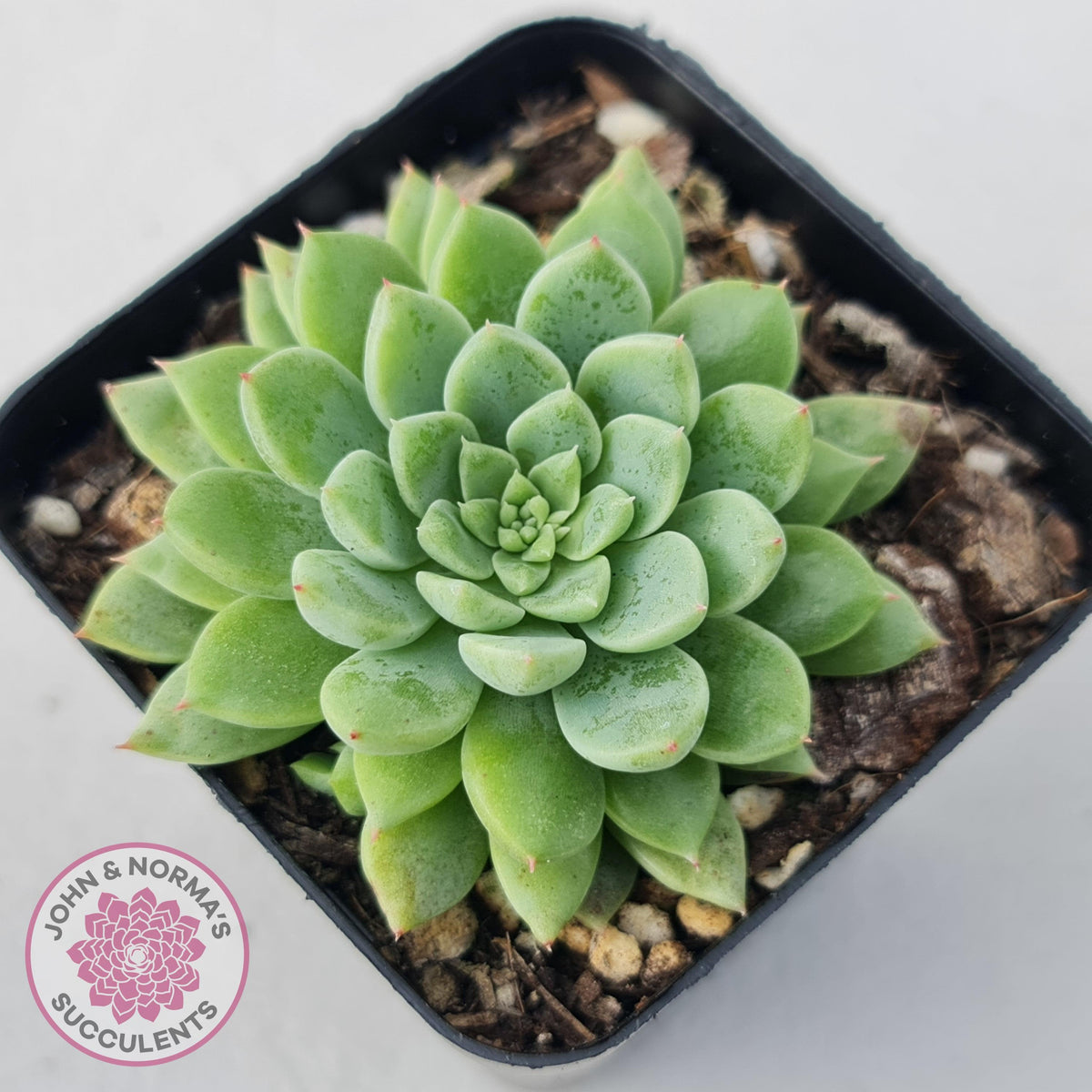 Sedeveria Silver Star x Mebina