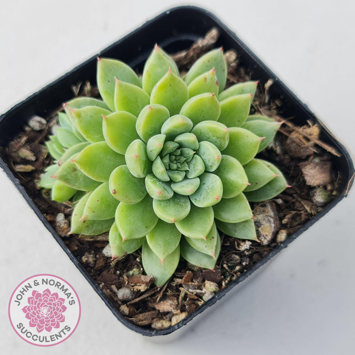 Sedeveria Silver Star x Mebina
