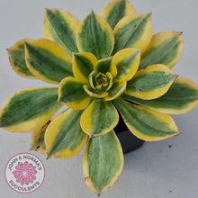 Load image into Gallery viewer, Aeonium Sunburst - John &amp; Norma&#39;s Succulents
