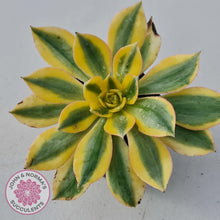 Load image into Gallery viewer, Aeonium Sunburst - John &amp; Norma&#39;s Succulents
