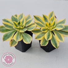 Load image into Gallery viewer, Aeonium Sunburst - John &amp; Norma&#39;s Succulents
