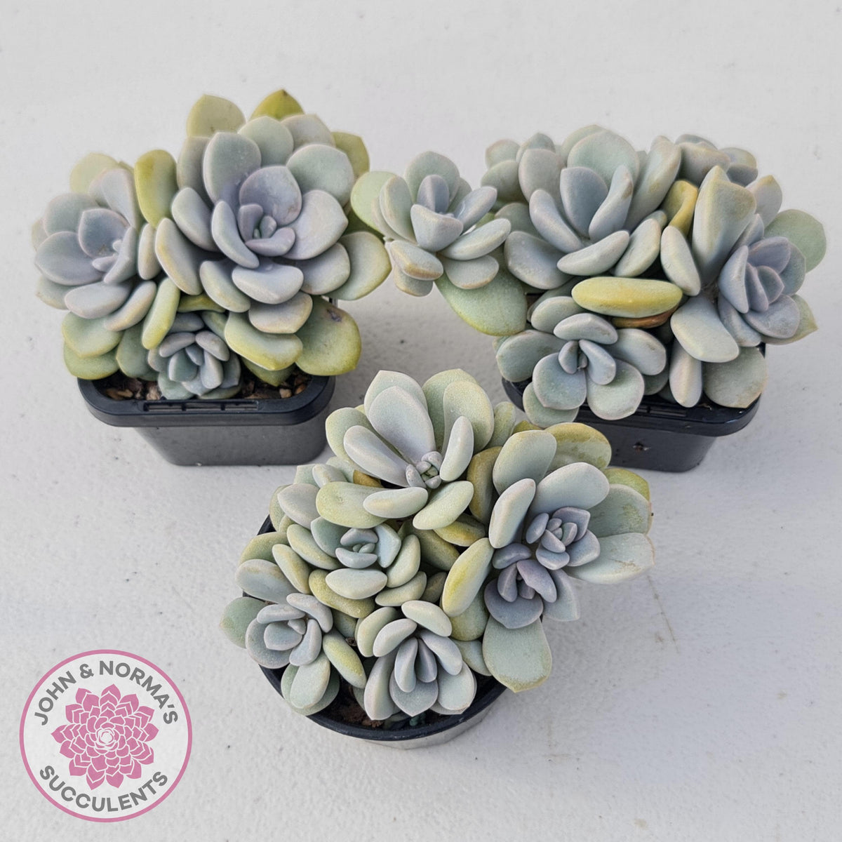 Graptoveria Margaret Rose
