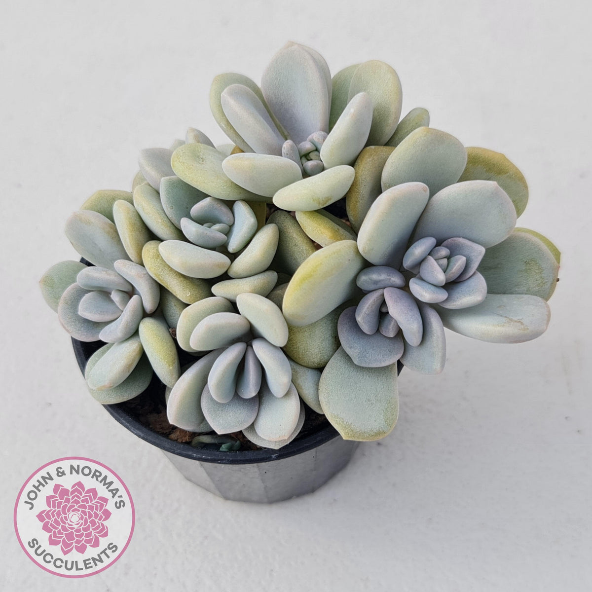 Graptoveria Margaret Rose