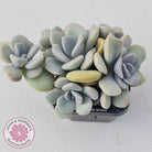 Graptoveria Margaret Rose