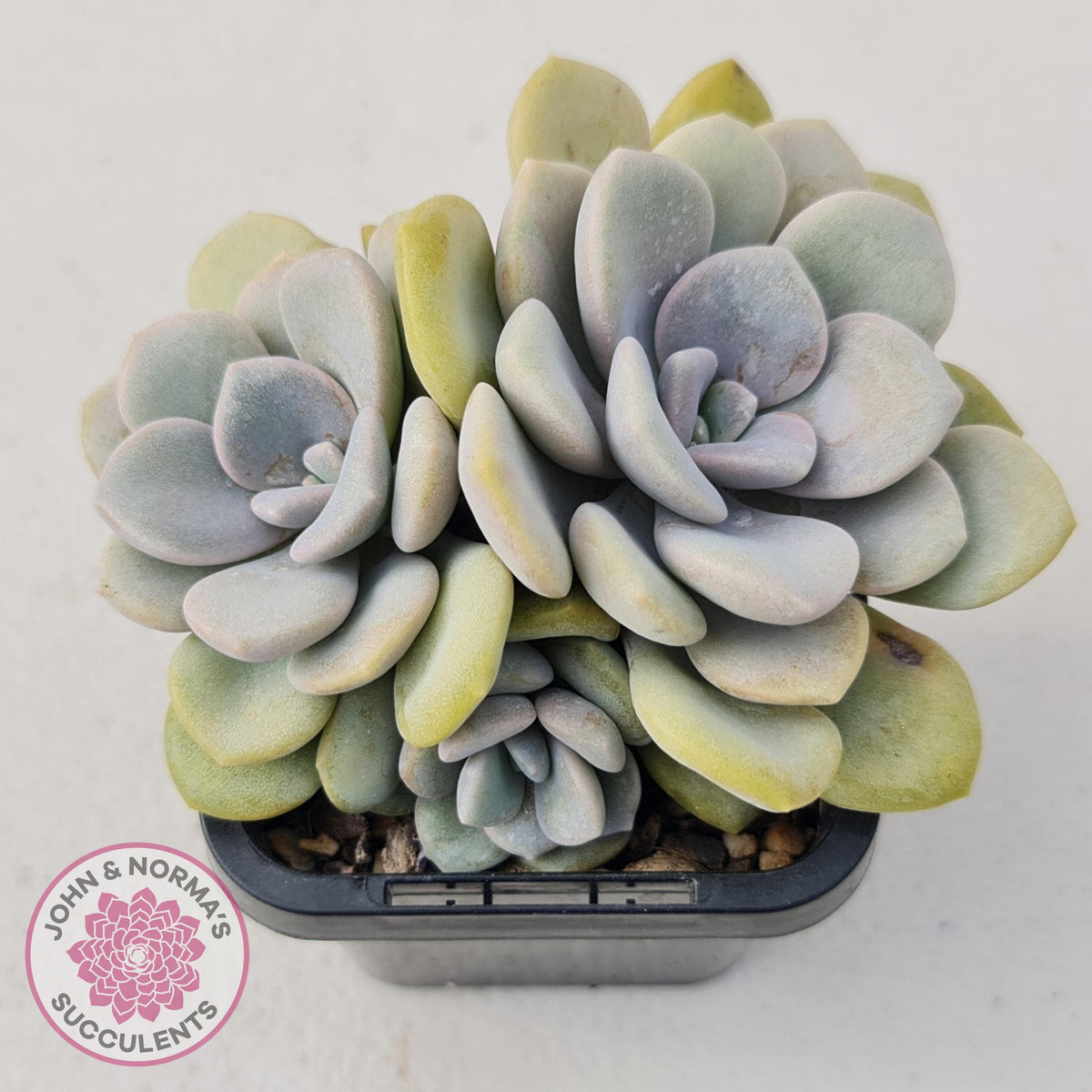 Graptoveria Margaret Rose