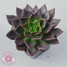 Echeveria Black Prince