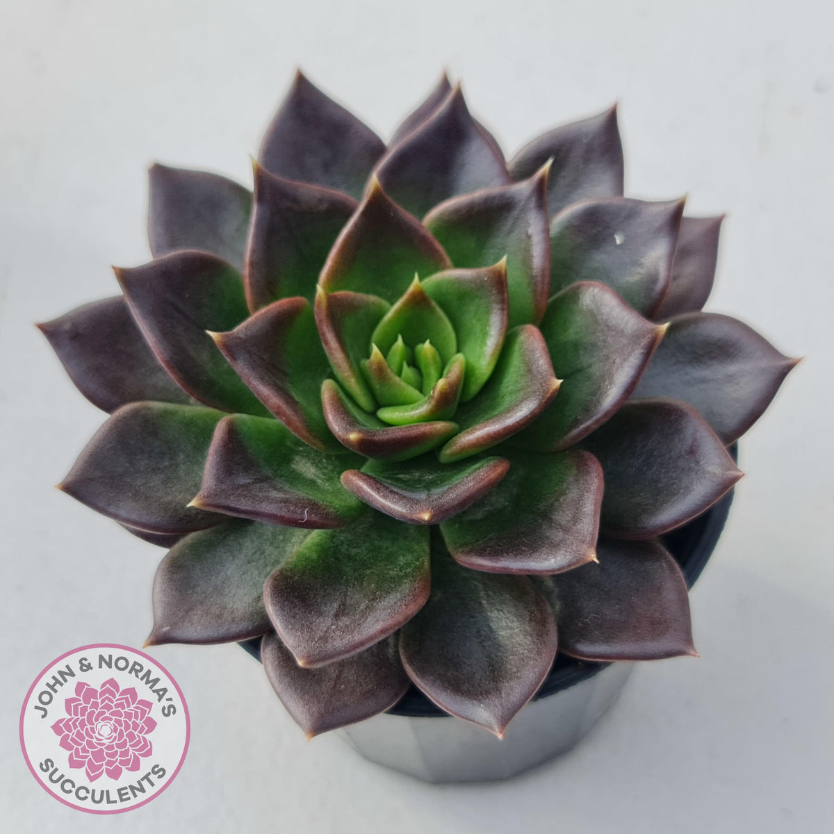 Echeveria Black Prince