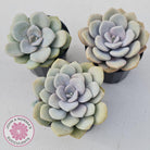 Graptoveria Margaret Rose