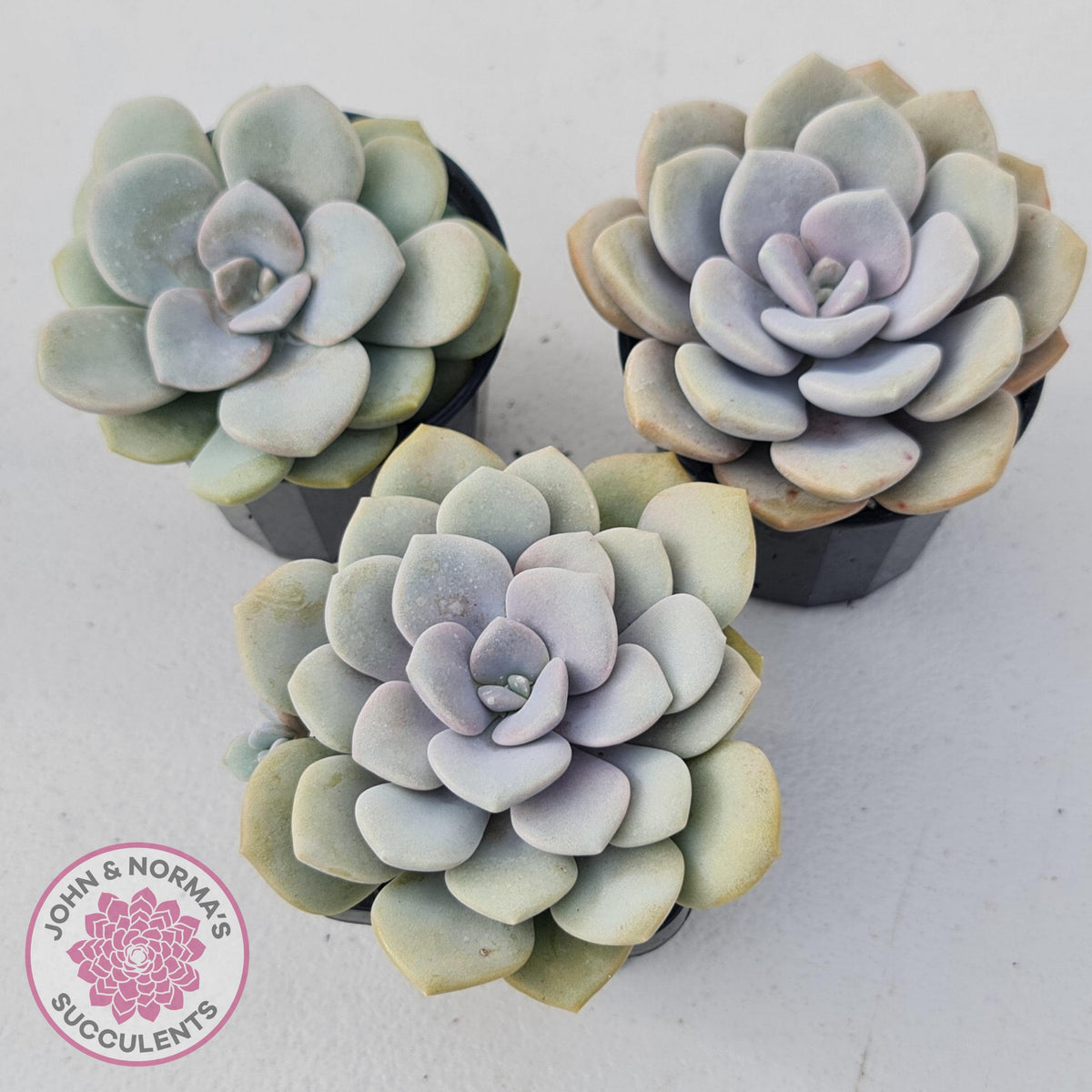 Graptoveria Margaret Rose