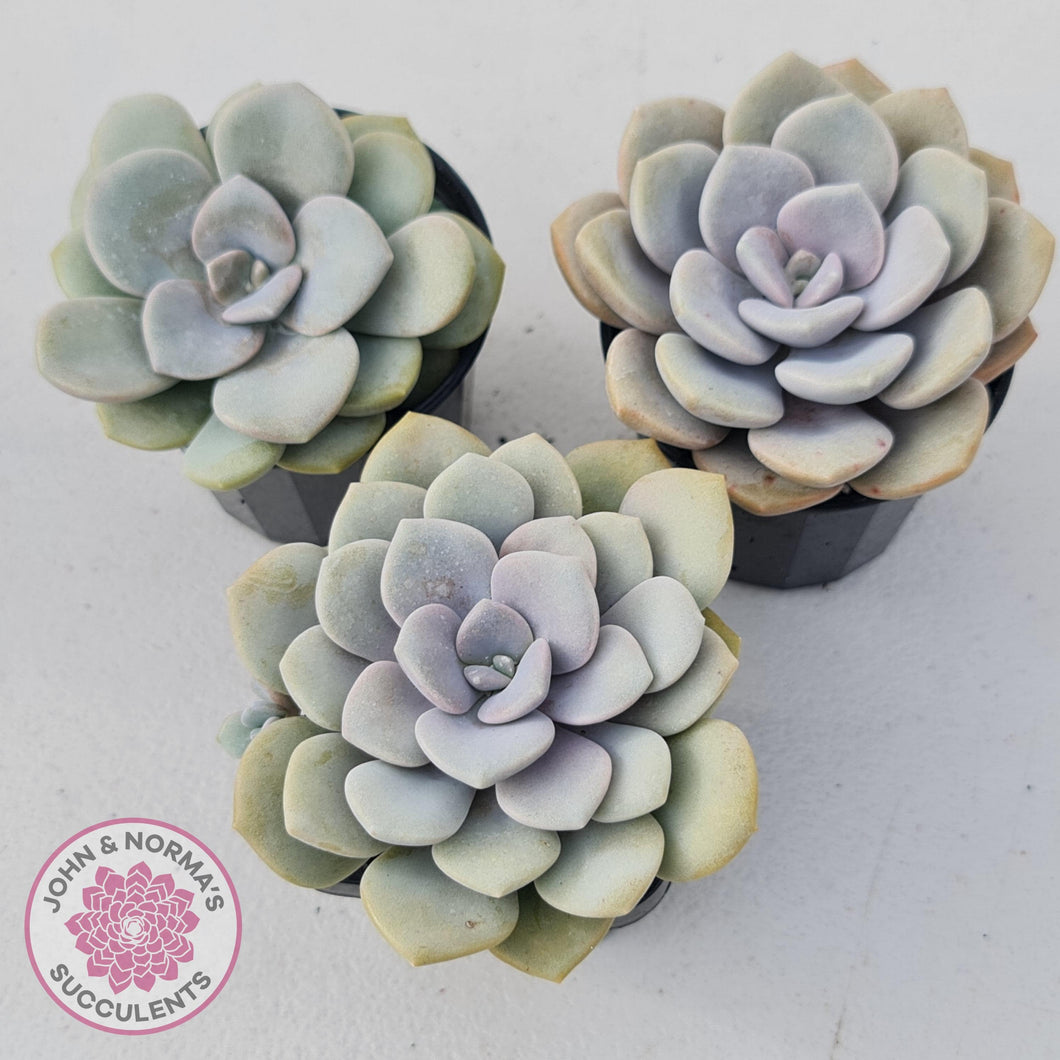 Graptoveria Margaret Rose - John & Norma's Succulents