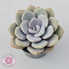 Graptoveria Margaret Rose