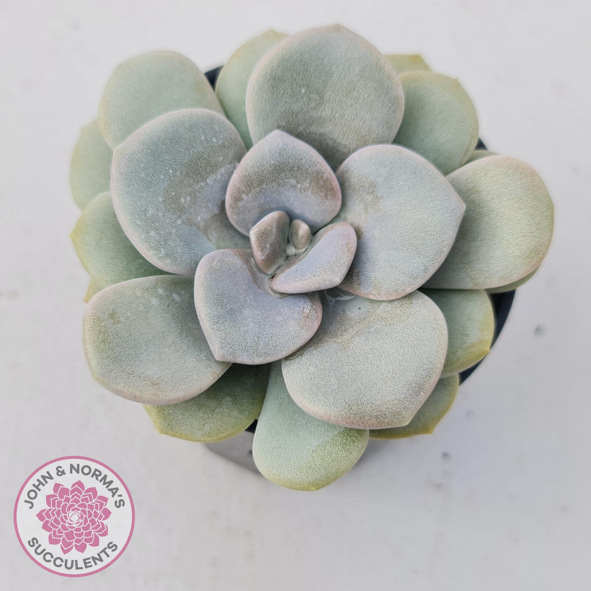 Graptoveria Margaret Rose
