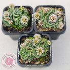 Crassula susannae hybrid