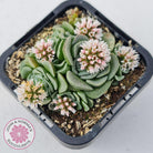 Crassula susannae hybrid