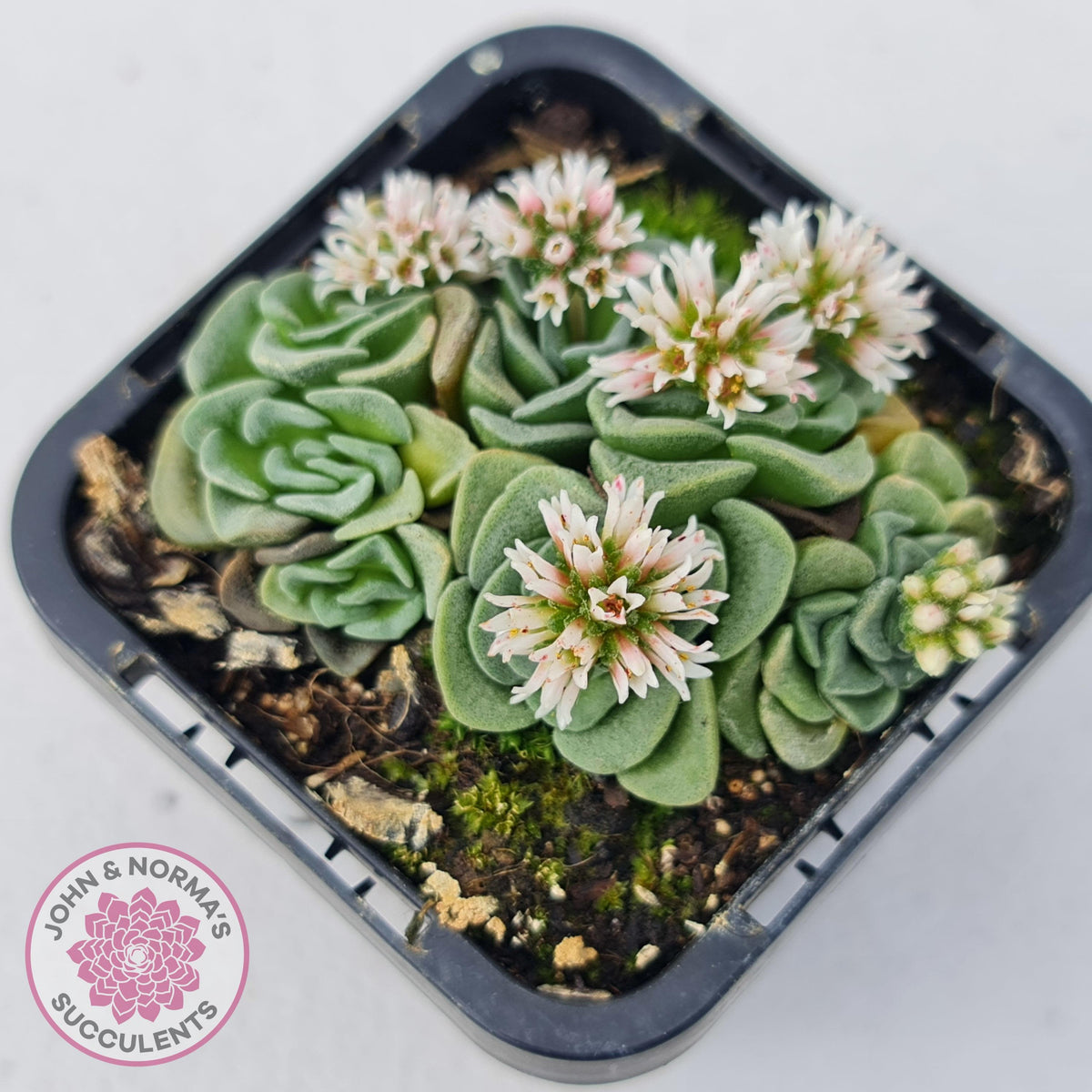 Crassula susannae hybrid