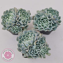 Load image into Gallery viewer, Echeveria Pinwheel Revolution - John &amp; Norma&#39;s Succulents
