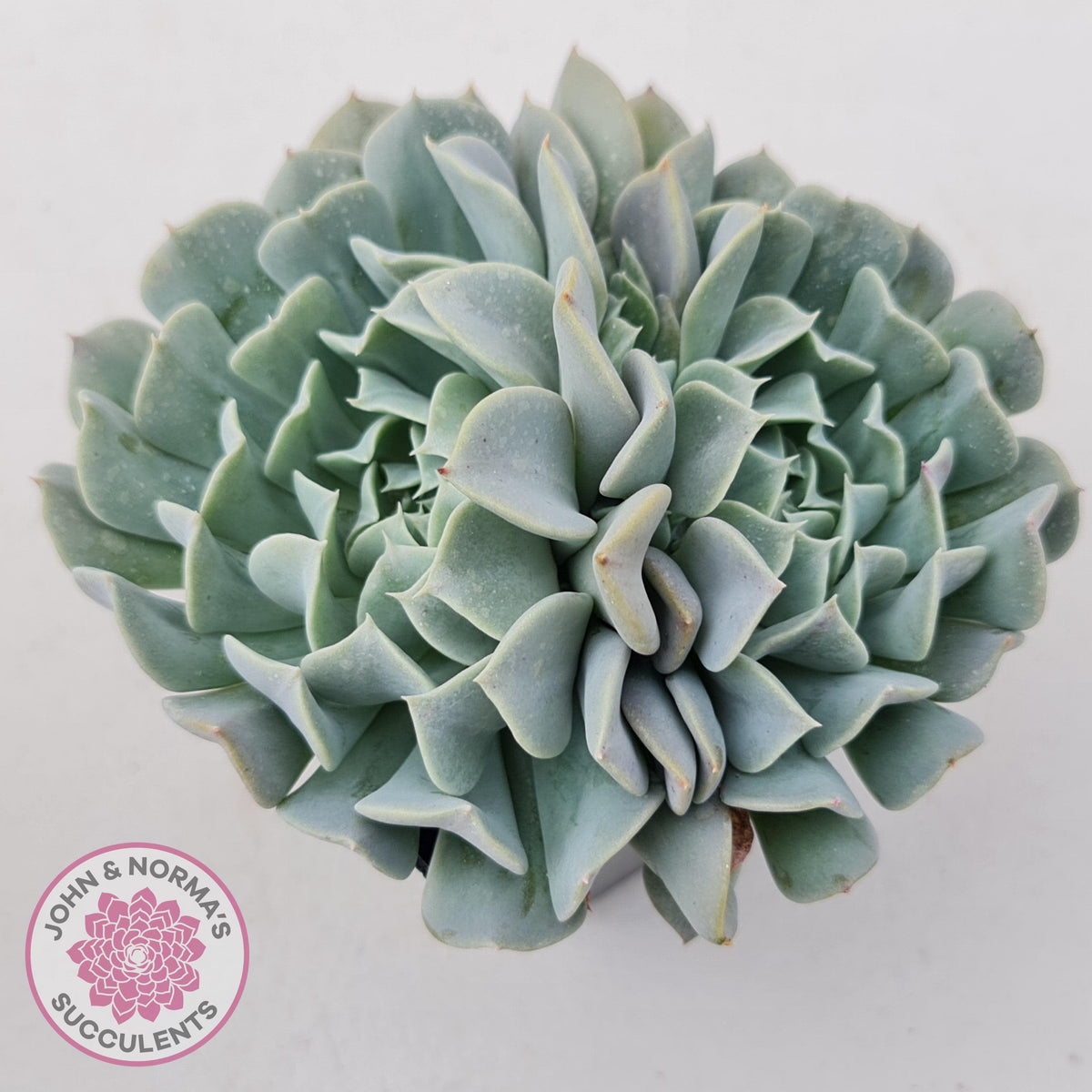 Echeveria Pinwheel Revolution