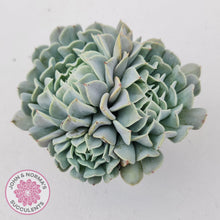 Load image into Gallery viewer, Echeveria Pinwheel Revolution - John &amp; Norma&#39;s Succulents
