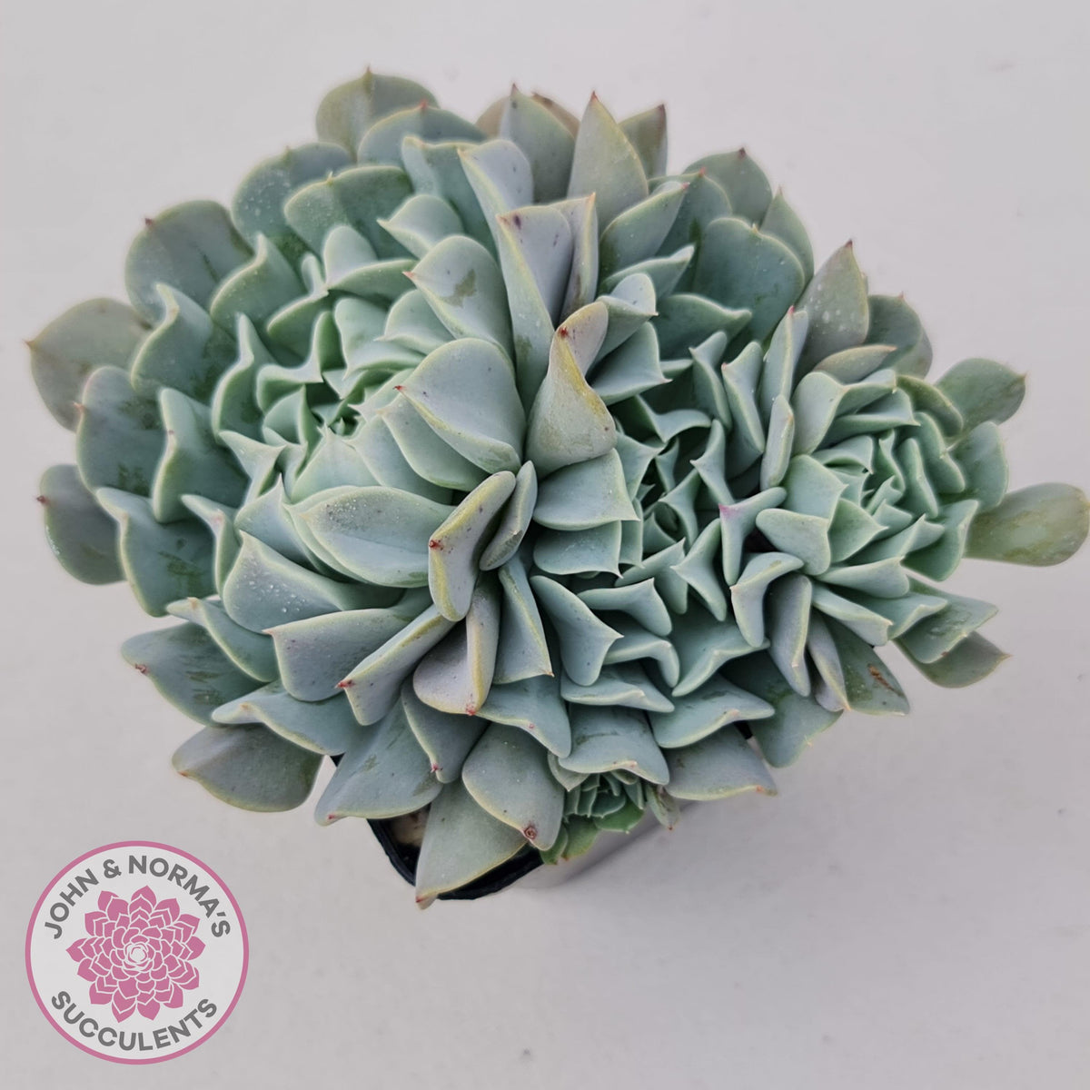 Echeveria Pinwheel Revolution