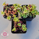 Crassula pellucida Isabella 'Variegata'