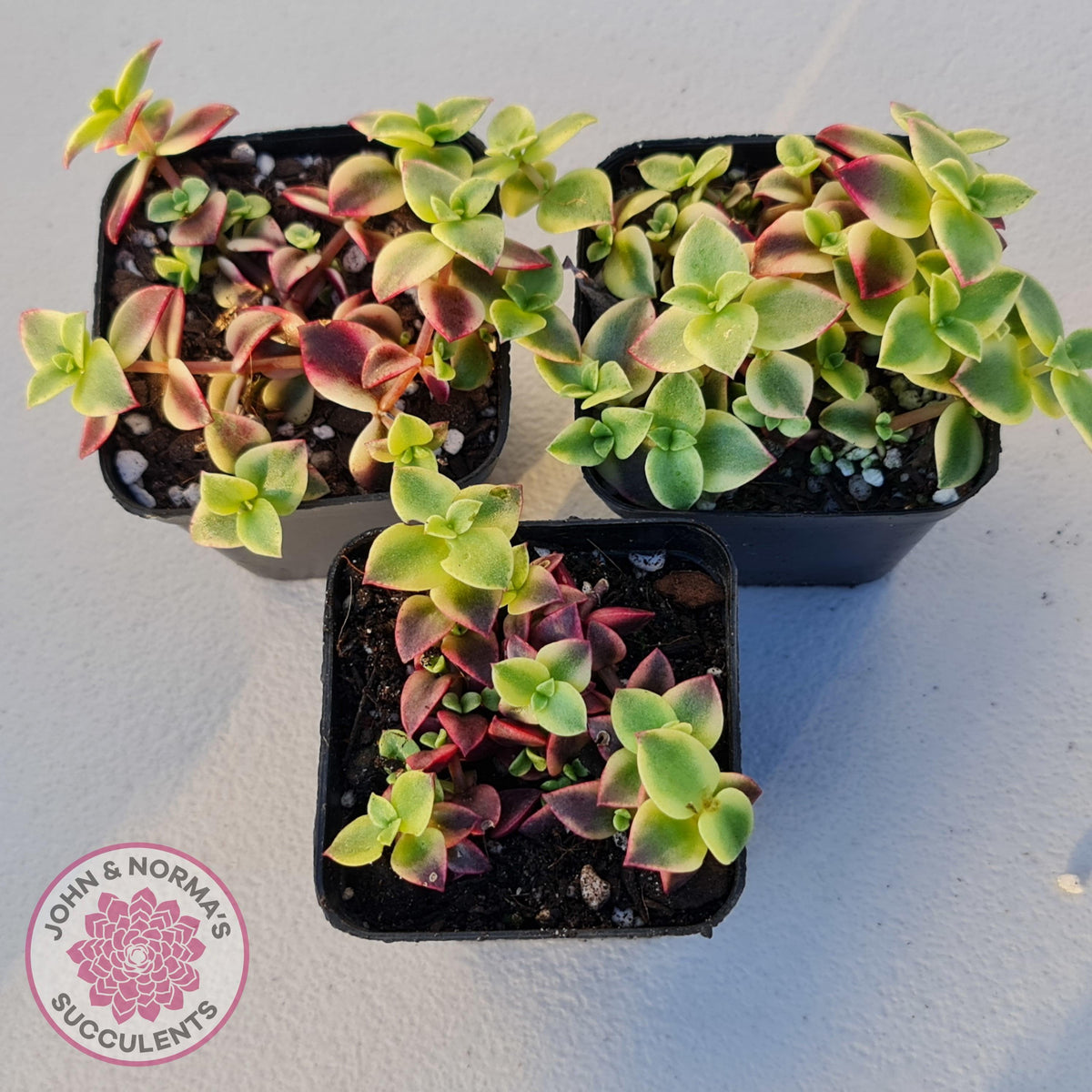 Crassula pellucida Isabella 'Variegata'