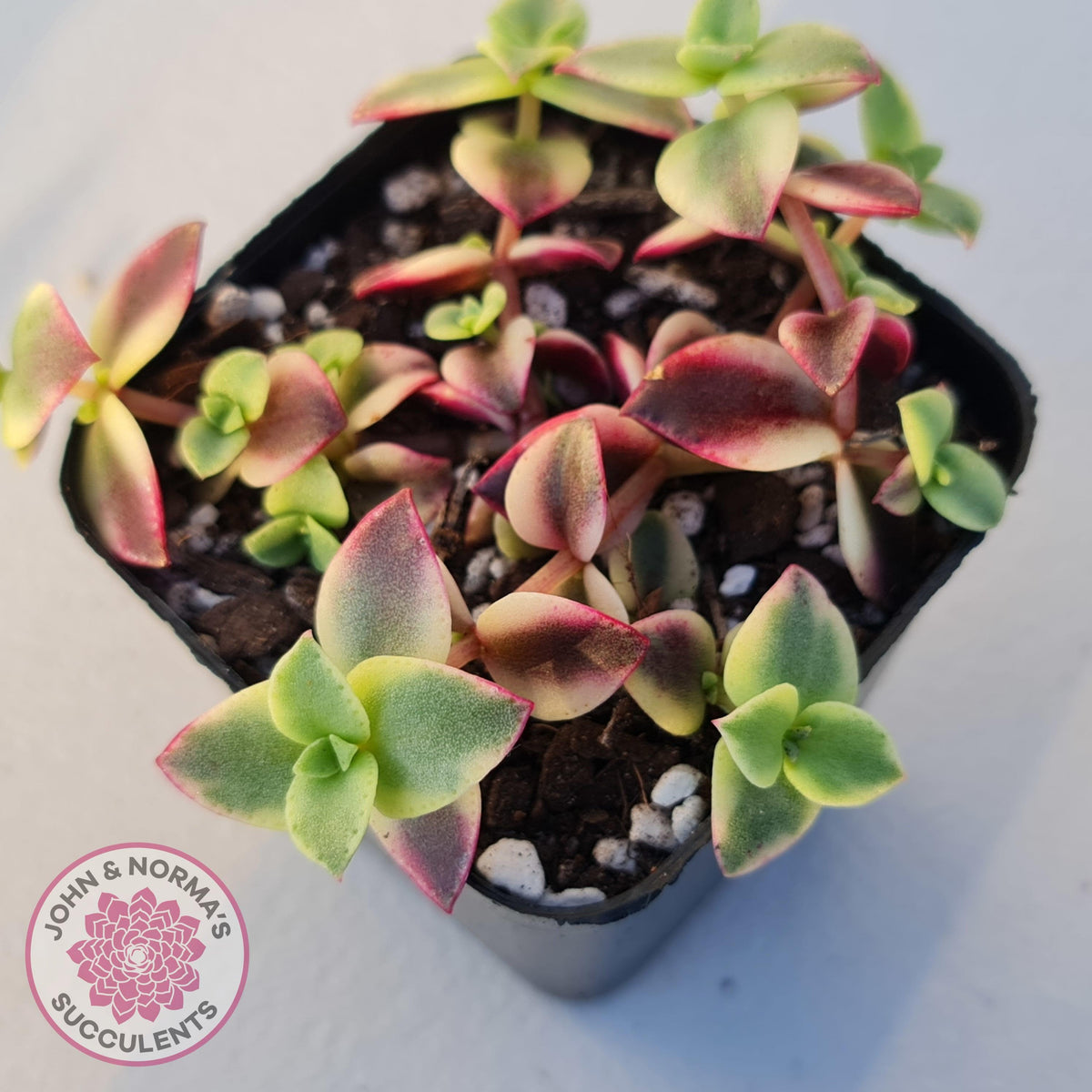Crassula pellucida Isabella 'Variegata'
