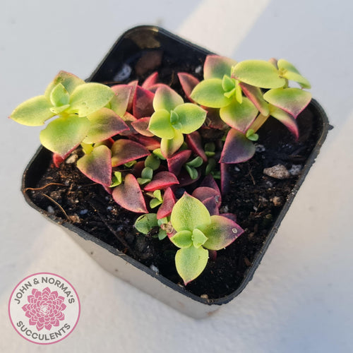 Crassula pellucida Isabella 'Variegata' - John & Norma's Succulents