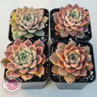 Echeveria 'Conch Girl' aka 'Seashell'