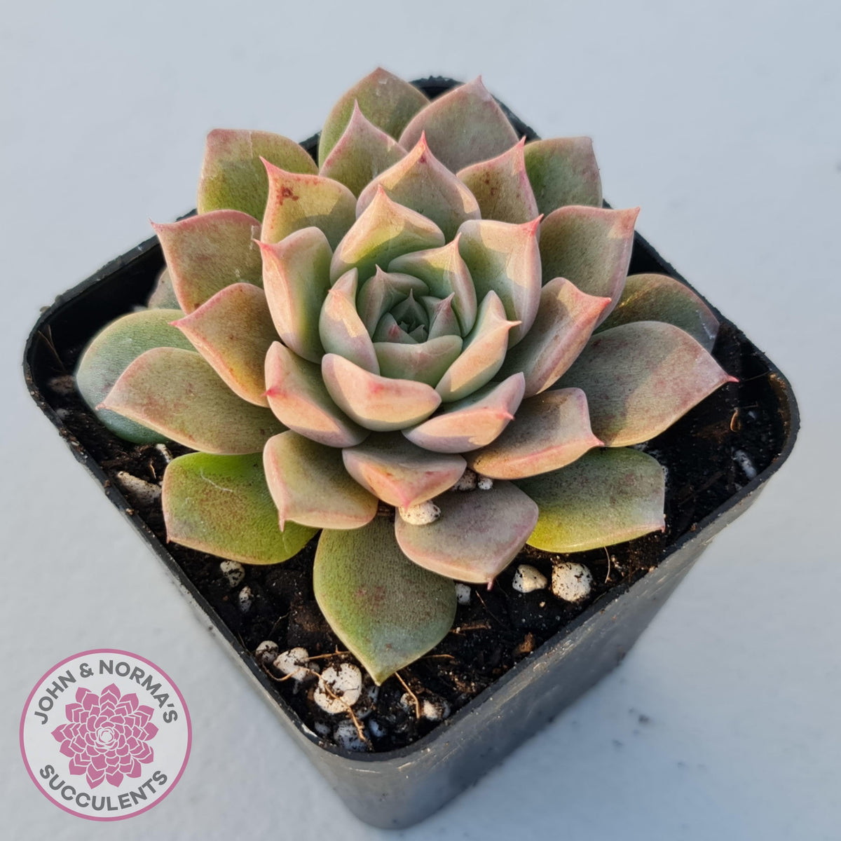 Echeveria 'Conch Girl' aka 'Seashell'