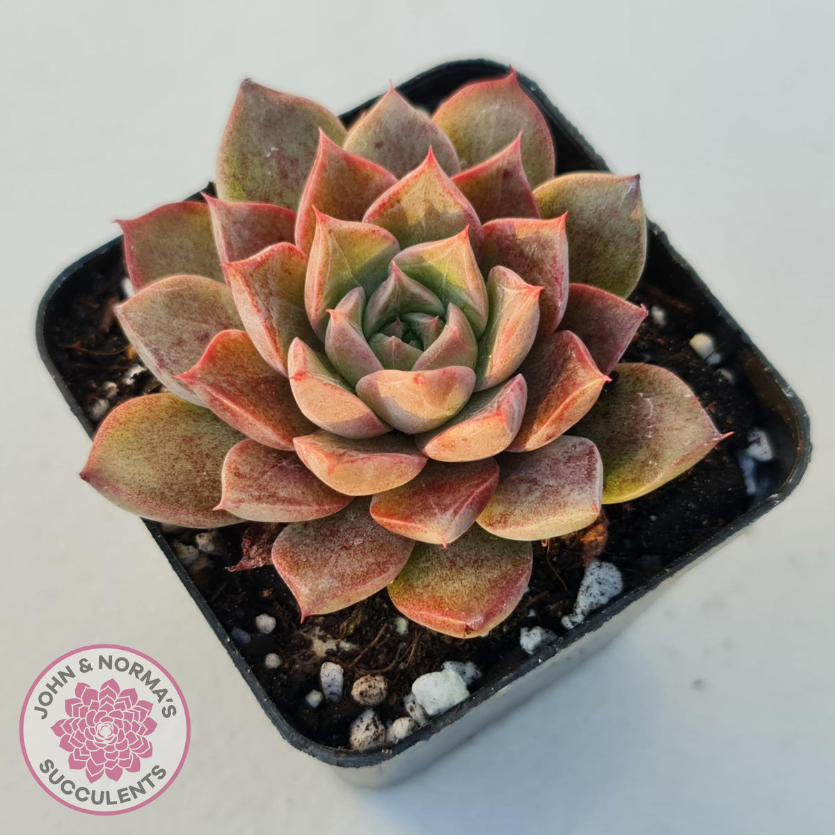 Echeveria 'Conch Girl' aka 'Seashell'