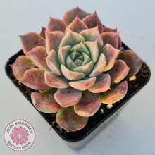 Load image into Gallery viewer, Echeveria &#39;Conch Girl&#39; - John &amp; Norma&#39;s Succulents
