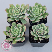 Load image into Gallery viewer, Echeveria Salmon - John &amp; Norma&#39;s Succulents
