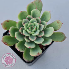 Load image into Gallery viewer, Echeveria Salmon - John &amp; Norma&#39;s Succulents
