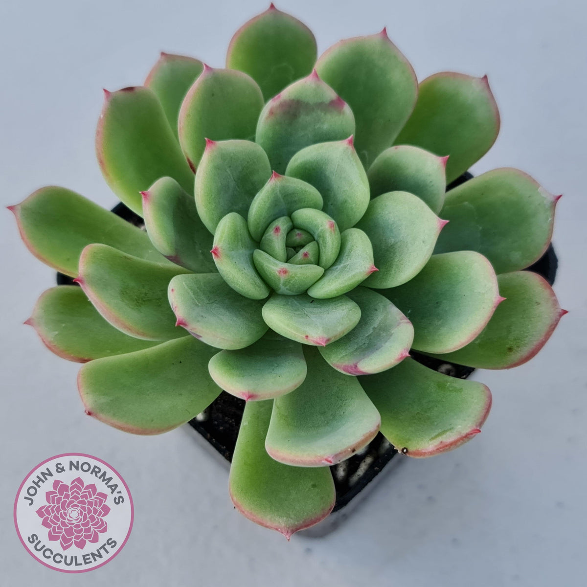 Echeveria 'Salmon'